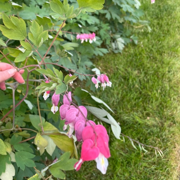 Pink Bleeding Hearts Flower Seeds, plant & grow a Cottage Garden Favorite FreeWP - Picture 1 of 6